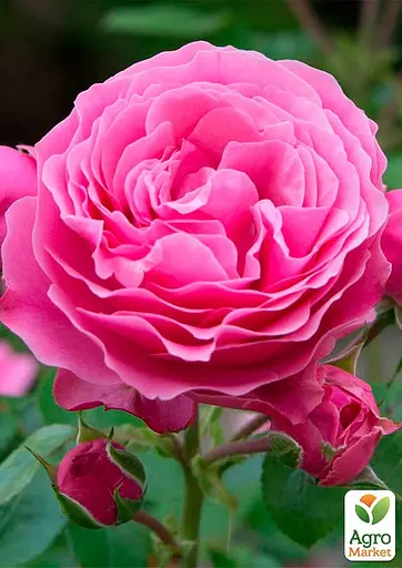 Роза в контейнере плетиста "Pink Mushimara" (саженец класса АА+) (152603) 1 саженец - фото 3