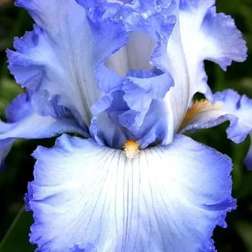 Ирис бородатый крупноцветковый "Cloud Ballet" (183920) 1 шт - фото 1