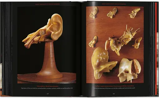 Anatomical Waxes. 45th Edition - фото 23