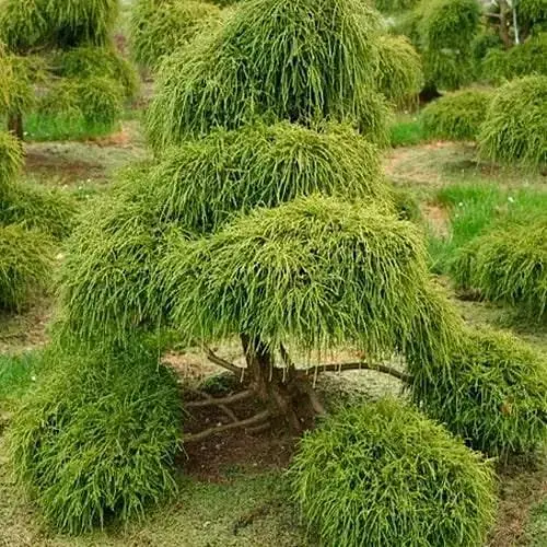 Кипарисовик горохоплодний "Filifera" (ком/сітка) діаметр 50-70см (188441) 1 саджанець - фото 1