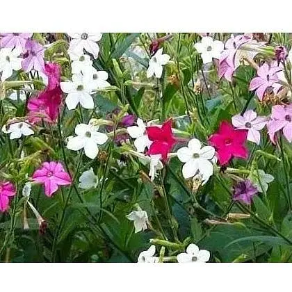 Семена Табак душистый смесь Весна 0.2г (12367) - фото 1