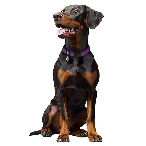 Ошейник для собак водостойкий Waudog Magnet с QR-паспортом магнитная пряжка-фастекс XL Ш 25 мм Д 38-58 см фиолетовый - фото 3