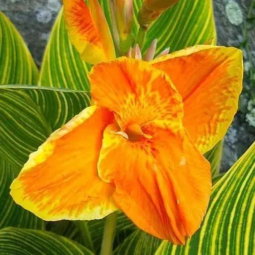 Канна Ряболистая "Gold Ader" (49622) 1 шт - фото 1