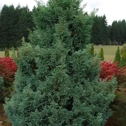 Кипарисовик горохоплодный "Boulevard" (ком/сетка) высота 50-60см (188436) 1 саженец - фото 1