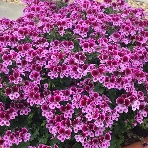 Пеларгонія ароматна Angels Perfume "Lavender" (189811) 1 саженец - фото 1