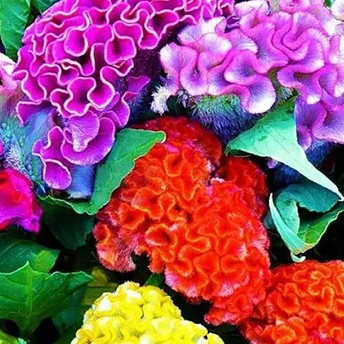 Целозия Весна Гребенчатая смесь (в банке) Органик 4г (46706) - фото 2