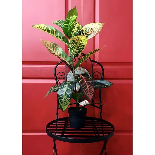 Кротон Hvoya 60 в горщику - фото 4