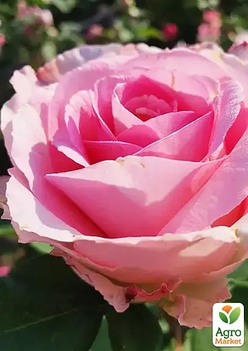 Роза в контейнере чайно-гибридная "Beverly" (саженец класса АА+) (185747) 1 саженец - фото 3