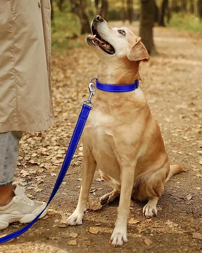 TagME - Светоотражающий нейлоновый ошейник для собак со съемной регулируемой пряжкой для щенков и собак, размер S - фото 5