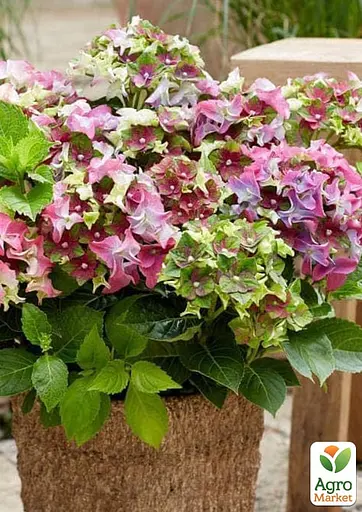 Гортензія крупнолиста 2-річна "RoCo-Lady Mata Hari Pink" висота саджанця 25-45см (186193) 1 саженец - фото 2