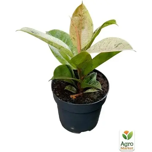 LMTD Фікус Agro-Market Еластика Moonshine 30-40 см колекційний сорт (185025) 1 саджанець в упаковці (кімнатний) Нідерланди - фото 3