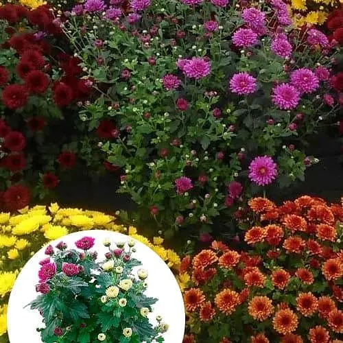 Хризантема мультифлора "Bicolor" (горшік Р12 2 квітки в горщику) (182783) 2 саженца - фото 3