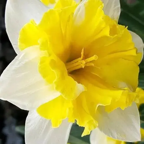 Нарцисс "Cassata" (186346) 2 шт - фото 1