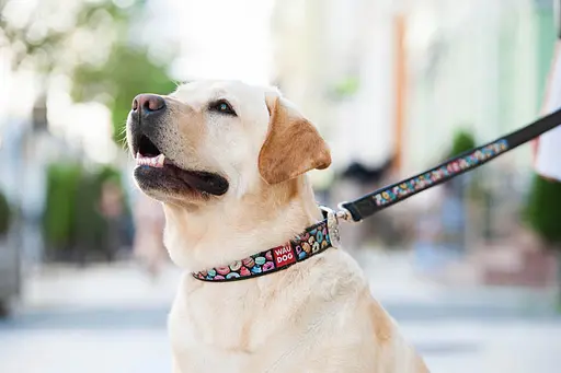 Нашийник для собак шкіряний Waudog Design з QR-паспортом "Пончики" L Ш 25 мм Д 38-49 см чорний - фото 5