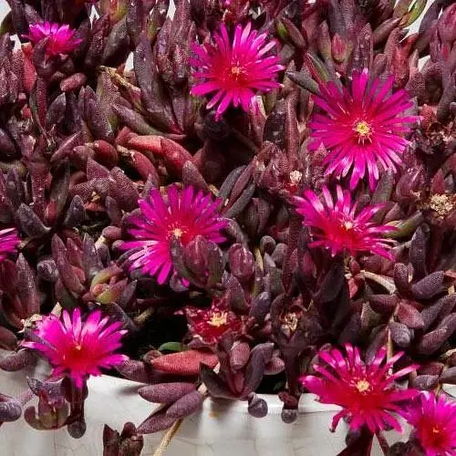 Делосперма темнолистная (цветущий суккулент) Desert Dancers Purple (187830) 1 саженец в упаковке - фото 1