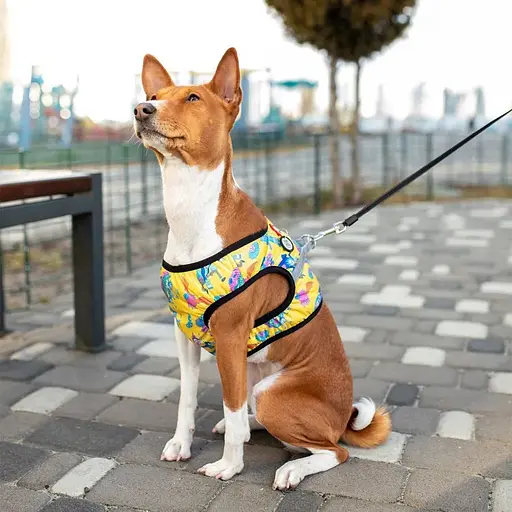 Шлея для собак Waudog Clothes м'яка з QR-паспортом, малюнок "Рік та Морті 3", S2 - фото 6