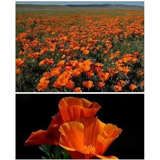 Эшшольция "Тайский Шелк" Весна 2г (22467) - фото 1