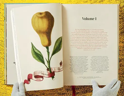 J. C. Volkamer. The Book of Citrus Fruits - фото 5