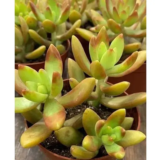 Очиток "Нуссбаумера" (Sedum nussbaumerianum) (182496) 1 саженец - фото 1