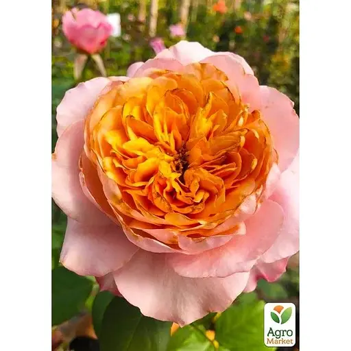 Троянда шраб Agro-Market Міябі у контейнері, вищий сорт (185423) 1 саджанець в упаковці - фото 3