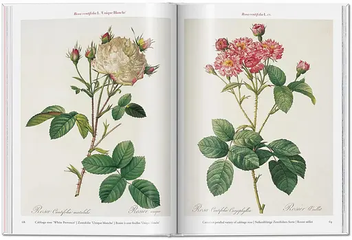 Pierre-Joseph Redouté. Roses. The Complete Plates 1817-1824 - фото 4