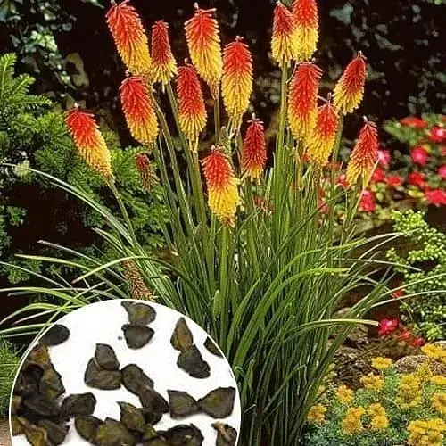 Книфофия "Фламенко" (Зипер) Весна 0.2г (183418) - фото 1