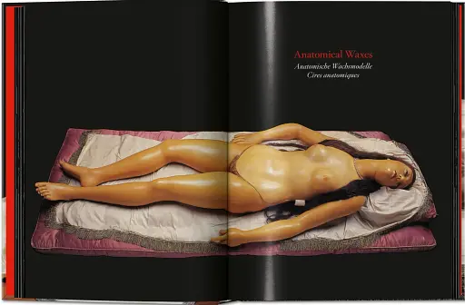 Anatomical Waxes. 45th Edition - фото 5