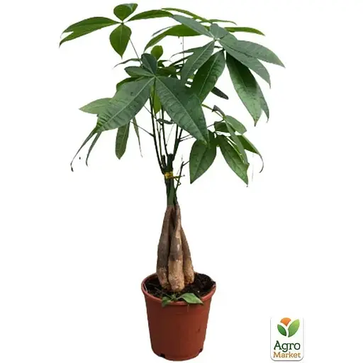 LMTD Пахира Agro-Market Aquatica переплетена 40-50 см (167941) 1 саженец в упаковке (комнатный) Нидерланды - фото 2