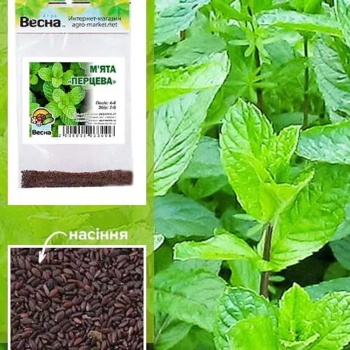 М'ята "Перцева" (Зипер) ТМ "Весна" 0.5г (19190) - фото 1
