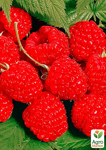 Малина Agro-Market "Недосягаемая" (ремонтантный зимостойкий крупноплодный сорт) 1-летний саженец (189503) 1 шт в упаковке - фото 6