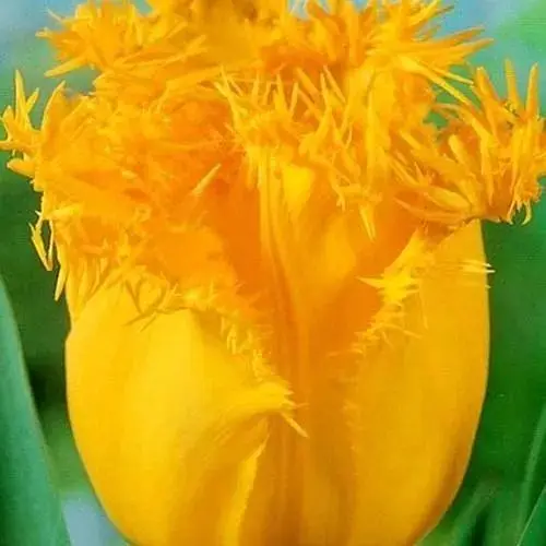 Тюльпан "Hamilton" 3 шт (17137) - фото 1