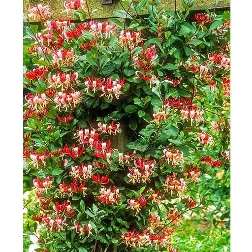 Жимолость "Serotina" (декоративная плетистая) С2 высота 50-90см (185348) 1 саженец - фото 1