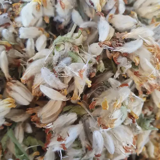 100 г язвенник/Антиллис/Зольник цвет- свежий урожай