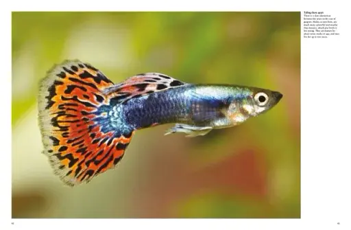 Tropical Fish: From Stingrays to Clown Fish - фото 7