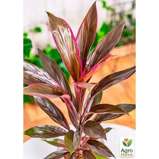 LMTD Кордилина Agro-Market Tango 35-45см (178897) 1 саженец в упаковке (комнатный) Нидерланды - фото 6