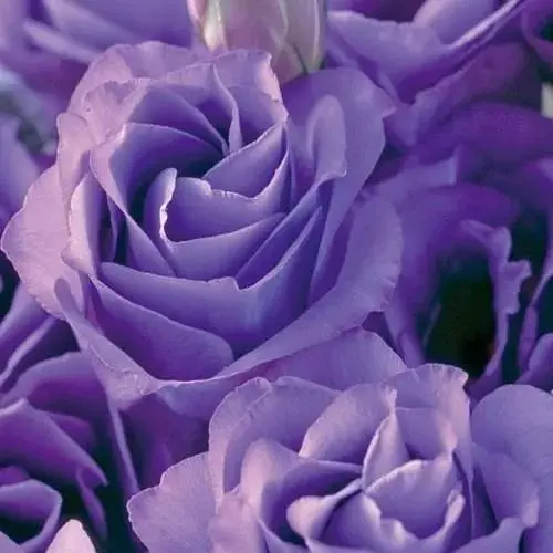 Еустома махрова "Croma Lavender" укорінена в контейнері Р9 (50468) 1 саженец - фото 1