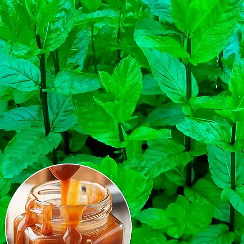 Мята Карамельная "Mentha Caramel" (186523) (Корневище) 1 саженец в упаковке - фото 1