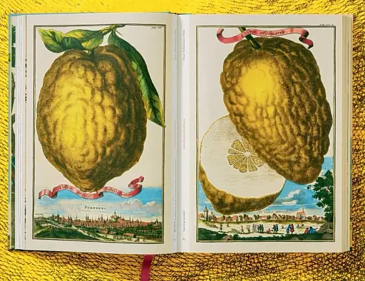J. C. Volkamer. The Book of Citrus Fruits - фото 6