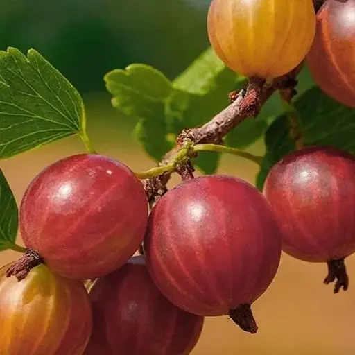 Крыжовник Agro-Market "Раволт" (средний срок созревания, неприхотливый для выращивания сорт) (187563) 1 саженец в упаковке - фото 1