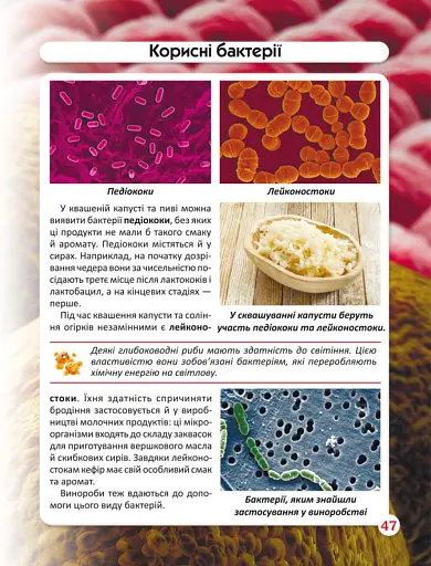 Світ навколо нас. Бактерії - фото 5