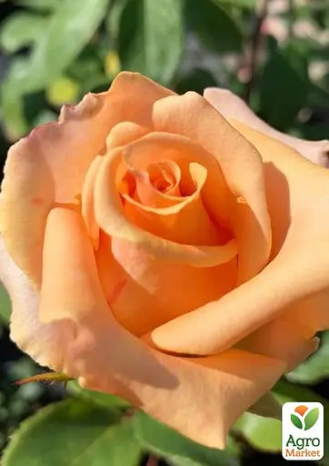 Роза в контейнере чайно-гибридная "Versilia" (саженец класса АА+) (156250) 1 саженец - фото 3