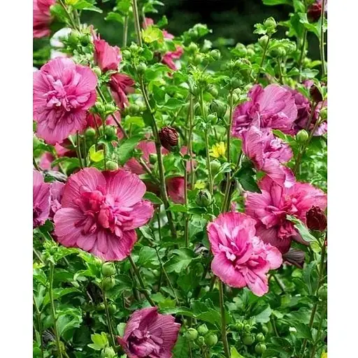 Гибискус сирийский "Magenta Chiffon" С2 высота 45-70 см (62132) 1 саженец - фото 1