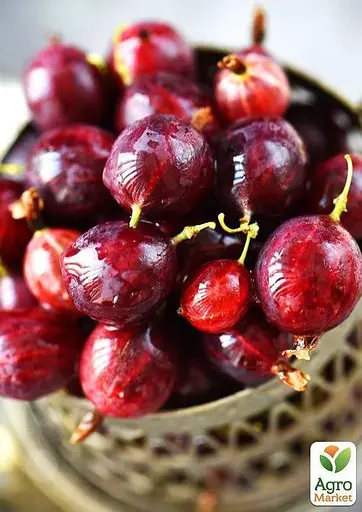 Крыжовник на штамбе Agro-Market "Сенатор" (средний срок созревания) (44847) 1 саженец в упаковке - фото 3