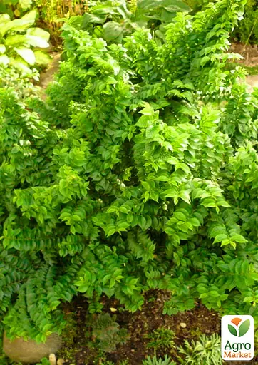 Вяз мал Жаклин Хиллер (подходит для формирования бонсай) высота 15-25см (187717) 1 саженец - фото 4