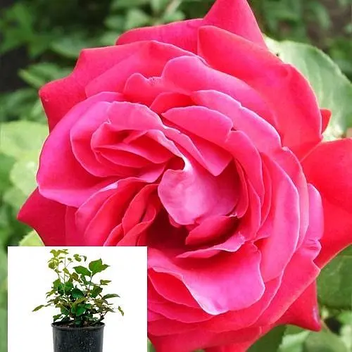 Роза в контейнере чайно-гибридная "Duftwolke" (садник класса АА+) (180837) 1 саженец - фото 3