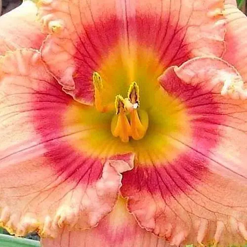 Лилейник "Wild Mustang" 1 шт (40996) - фото 1