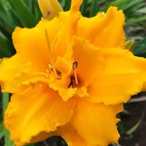 Лилейник "Condilla" 1 шт (36176) - фото 1