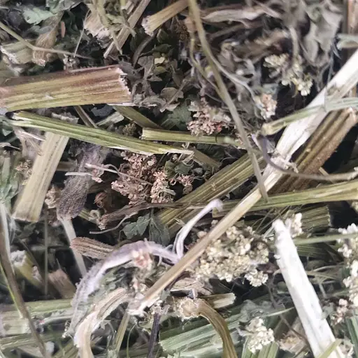 100 г бедринець ломикаменевий трава сушена - свіжий урожай