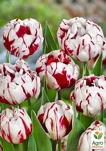 Тюльпан "Carnaval de Nice" (186231) 2 шт - фото 2