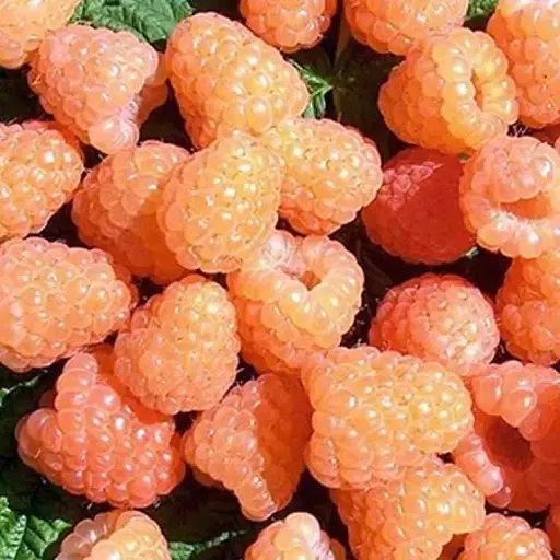 Малина Agro-Market "Василинка" (крупноплодный сорт, средний срок созревания) 1-летний саженец (185342) 1 саженец в упаковке - фото 1